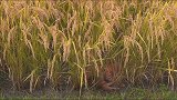 这只橘猫生活惬意，躺在稻田里睡觉，要不就追蝗虫玩