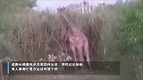 长颈鹿破箱跳车后逃逸 隔天横尸路边疑遭人为撞毙