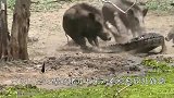 鳄鱼突袭野猪领地，被几只野猪践踏，镜头记录全过程