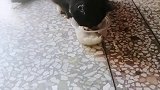 爱吃米饭的猫咪