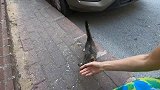野外遇见一只不怕人的流浪猫，准备带回家收养可以吗