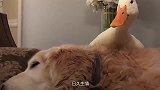 鸭子被狗狗带大，主人假装打狗狗，鸭子的反应令人惊讶！