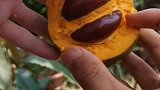 听说它的口感是酸的