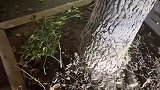 网友发现路边草木投影宛如一幅水墨画
