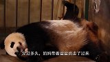 熊猫妈妈将宝宝紧紧护在怀里，奶妈：盆盆奶换娃？团子：OK！