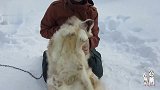 二哈拉雪橇累了，躺地上装死，碰到这样的主人也是没办法