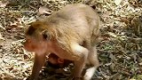 刚出生的小猴子醒不过来，公爵夫人帮新生猴儿弄醒吃点奶！