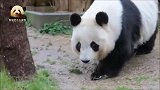 敬业的熊猫旦旦冒雨卖萌，来到室外优雅地走一圈，好可爱
