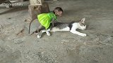 小猴和猫咪一起玩耍，旁边的大狗都吃醋了！