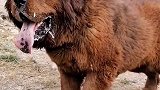 青海藏獒野性十足，惹急了口吐白沫，不过舌头挺好看的