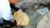用草帽把鱼群一网打尽，这不符合常理呀