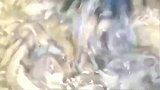 大厨分享“水爆肚”的制作方法