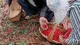 生活在大山里就是幸福，还能捡到樱桃吃，让我这个城市人羡慕了