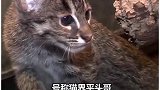 你喜欢哪一个猫猫