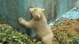 北极熊幼崽找妈妈，一看到妈妈就扑过去找奶喝