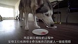 为鼓励二哈减肥，主人在跑步机上挂了一只鸡腿，二哈的噩梦开始了