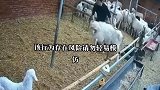主人腰椎间盘突出被大公羊治好了，今天特地来感谢它！