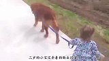 宝宝自己出门遛狗突然松手,接下来狗狗的反应,爸妈笑喷了