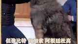 关于藏獒你不知道的这些事实