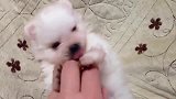小奶狗被主人按倒很生气，奶凶奶凶的抓着主人的手就咬
