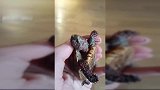主人拿这小乌龟，在给它弄头，小乌龟的脖子一动一动的太有趣了！