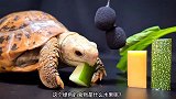 大乌龟的5个小弟送上美味水果，开开心心的吃起来