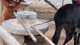 你还认识本熊吗