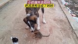 流浪小猫无助求助，把流浪狗当成妈妈