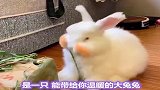 你喜欢这样毛茸茸的兔兔吗
