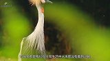 男子野外看见大树“不断流血”，将其劈开后，发现这树不简单