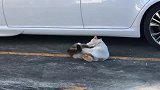 流浪猫为了争夺地盘大打出手，猫毛咬得满天飞，一只还被揪耳朵