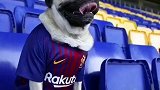 欧冠-1718赛季-潮到爆！当主人给狗狗穿上巴萨球衣游遍世界-专题