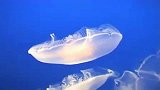 旅游-超美水母-温哥华海洋馆