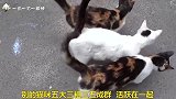 怯懦的小奶猫独自躲在树丛中，这是经历了什么，太让人心疼了！