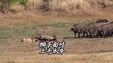 狮子没也没想到，狩猎一只水牛引起公愤了