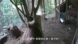 狐狸偷鸡搞得一地鸡毛，农场主怒了，直接关门放狗！