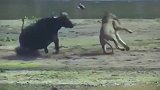 狮子掠食牛犊，水牛妈妈却无能为力