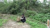 金竹笋只有这个季节才有，阿琪爆炒一大盘尝鲜，大家有吃过吗？
