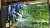 养了3年的名贵金龙鱼，今天就要打包出售了，你猜它能值多少钱？