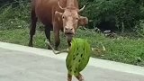 小青蛙居然在黄牛面前如此嘚瑟