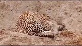 只要豹桂兰抓到猎物，鬣狗王思掏准来，又被抢了