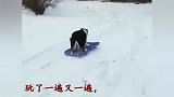 边牧犬自己玩滑雪,跑上滑下好自如,真是太聪明了