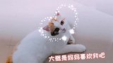 只要我坐下，小花猫就会悄悄过来躺在我脚下，十分黏人可爱的小猫