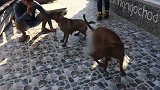 两条越南富国犬在院里约会玩耍，都很青睐对方
