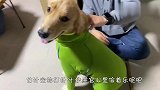 铲屎官带柴犬去打针，还没开始打就吓成了这样，笑翻了