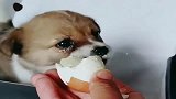 给小奶狗喂了一颗鸡蛋，小奶狗竟然感动的都流眼泪了！