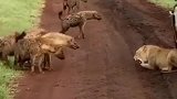 鬣狗群围攻狮子