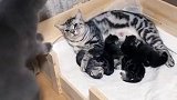 猫咪给我撒的一波狗粮，这样的动作，让我这只单身狗情何以堪