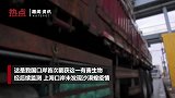 我国海关首次截获活体沙漠蝗 严防“生物入侵”