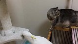 猫咪：铲屎的，快来看！这鹦鹉怕是傻了吧？用嘴巴搞破坏！
